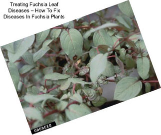 Treating Fuchsia Leaf Diseases – How To Fix Diseases In Fuchsia Plants