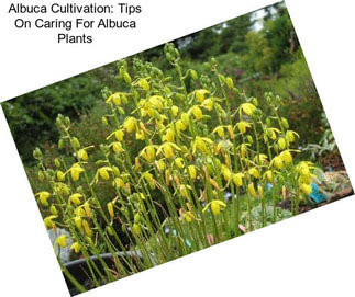 Albuca Cultivation: Tips On Caring For Albuca Plants
