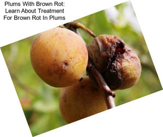 Plums With Brown Rot: Learn About Treatment For Brown Rot In Plums
