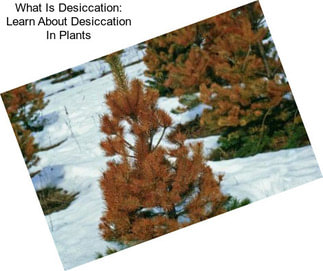 What Is Desiccation: Learn About Desiccation In Plants