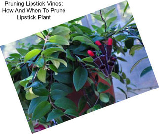 Pruning Lipstick Vines: How And When To Prune Lipstick Plant