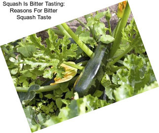 Squash Is Bitter Tasting: Reasons For Bitter Squash Taste