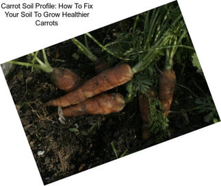 Carrot Soil Profile: How To Fix Your Soil To Grow Healthier Carrots