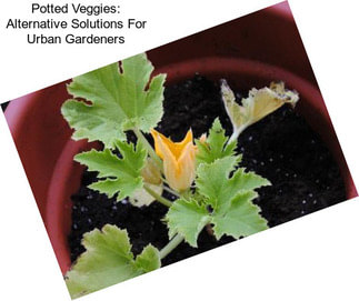 Potted Veggies: Alternative Solutions For Urban Gardeners