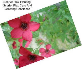 Scarlet Flax Planting: Scarlet Flax Care And Growing Conditions