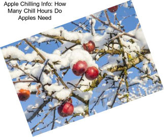 Apple Chilling Info: How Many Chill Hours Do Apples Need