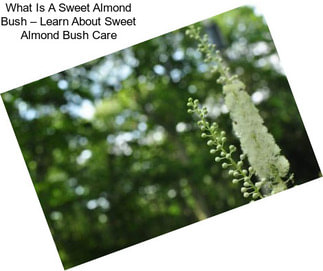 What Is A Sweet Almond Bush – Learn About Sweet Almond Bush Care
