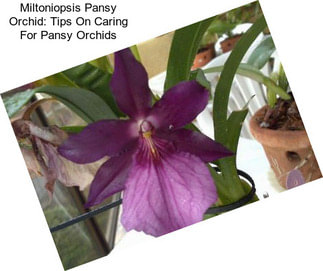 Miltoniopsis Pansy Orchid: Tips On Caring For Pansy Orchids