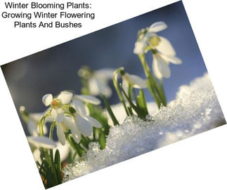 Winter Blooming Plants: Growing Winter Flowering Plants And Bushes