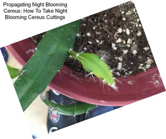 Propagating Night Blooming Cereus: How To Take Night Blooming Cereus Cuttings