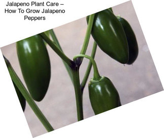 Jalapeno Plant Care – How To Grow Jalapeno Peppers