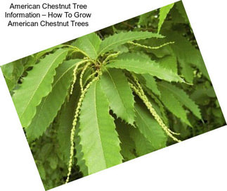 American Chestnut Tree Information – How To Grow American Chestnut Trees