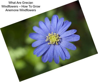 What Are Grecian Windflowers – How To Grow Anemone Windflowers