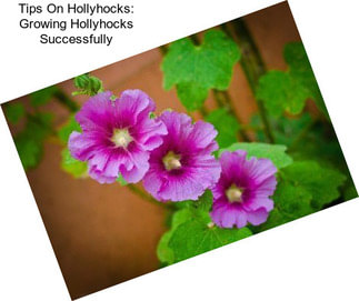 Tips On Hollyhocks: Growing Hollyhocks Successfully