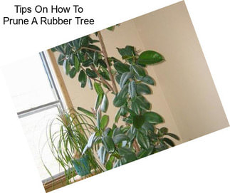 Tips On How To Prune A Rubber Tree