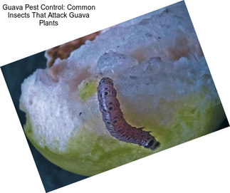 Guava Pest Control: Common Insects That Attack Guava Plants
