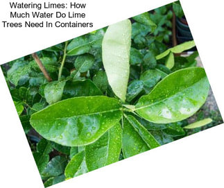 Watering Limes: How Much Water Do Lime Trees Need In Containers