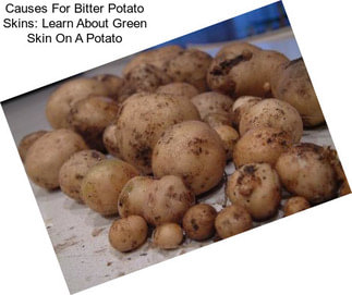 Causes For Bitter Potato Skins: Learn About Green Skin On A Potato