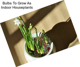 Bulbs To Grow As Indoor Houseplants