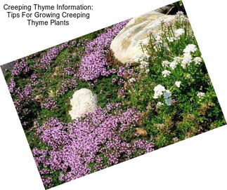 Creeping Thyme Information: Tips For Growing Creeping Thyme Plants
