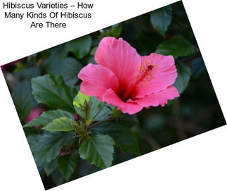 Hibiscus Varieties – How Many Kinds Of Hibiscus Are There