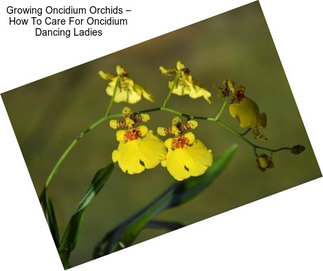 Growing Oncidium Orchids – How To Care For Oncidium Dancing Ladies