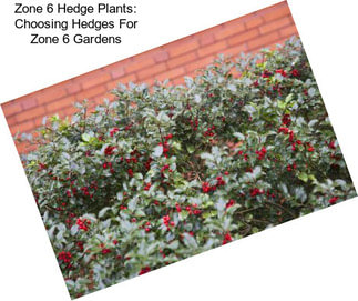 Zone 6 Hedge Plants: Choosing Hedges For Zone 6 Gardens