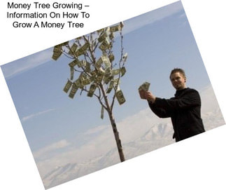Money Tree Growing – Information On How To Grow A Money Tree