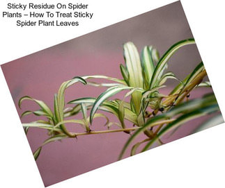 Sticky Residue On Spider Plants – How To Treat Sticky Spider Plant Leaves