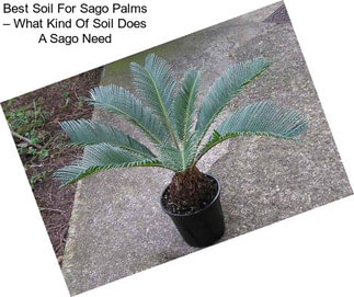 Best Soil For Sago Palms – What Kind Of Soil Does A Sago Need