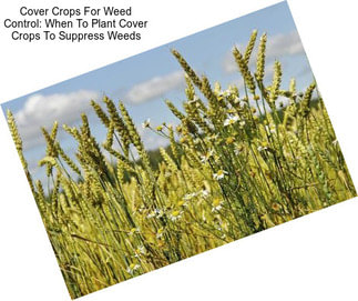 Cover Crops For Weed Control: When To Plant Cover Crops To Suppress Weeds