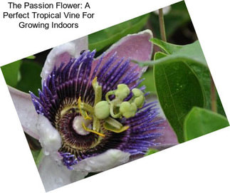 The Passion Flower: A Perfect Tropical Vine For Growing Indoors