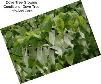 Dove Tree Growing Conditions: Dove Tree Info And Care