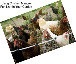Using Chicken Manure Fertilizer In Your Garden