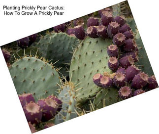 Planting Prickly Pear Cactus: How To Grow A Prickly Pear
