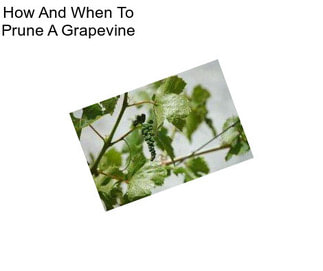 How And When To Prune A Grapevine