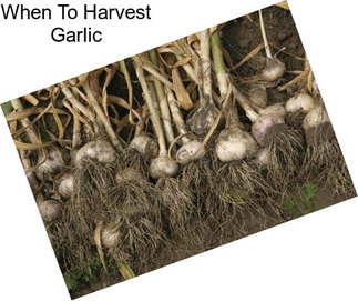 When To Harvest Garlic