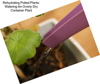 Rehydrating Potted Plants: Watering An Overly Dry Container Plant
