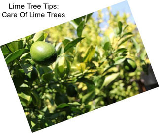 Lime Tree Tips: Care Of Lime Trees