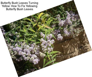 Butterfly Bush Leaves Turning Yellow: How To Fix Yellowing Butterfly Bush Leaves