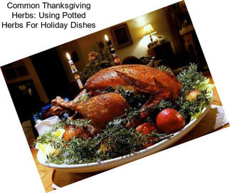 Common Thanksgiving Herbs: Using Potted Herbs For Holiday Dishes