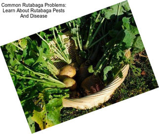 Common Rutabaga Problems: Learn About Rutabaga Pests And Disease