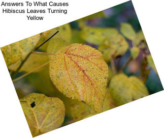 Answers To What Causes Hibiscus Leaves Turning Yellow