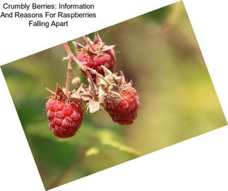 Crumbly Berries: Information And Reasons For Raspberries Falling Apart