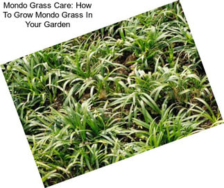 Mondo Grass Care: How To Grow Mondo Grass In Your Garden