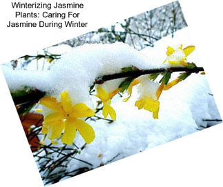 Winterizing Jasmine Plants: Caring For Jasmine During Winter