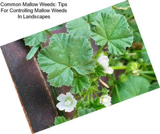 Common Mallow Weeds: Tips For Controlling Mallow Weeds In Landscapes