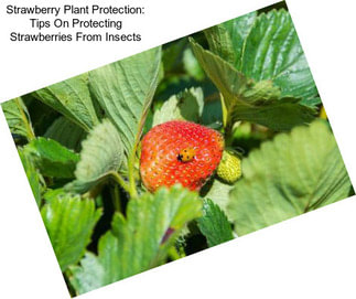 Strawberry Plant Protection: Tips On Protecting Strawberries From Insects