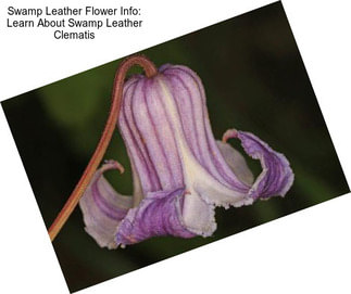 Swamp Leather Flower Info: Learn About Swamp Leather Clematis