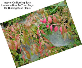 Insects On Burning Bush Leaves – How To Treat Bugs On Burning Bush Plants